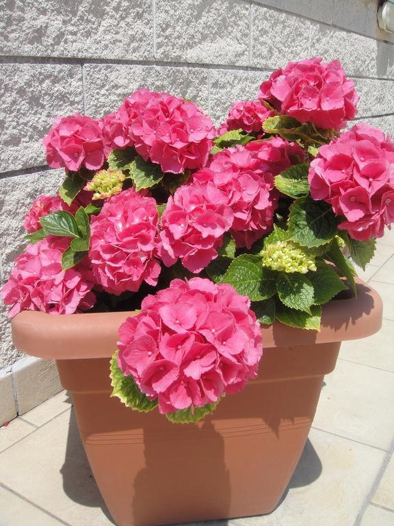 Hotel Garden Viareggio Buitenkant foto